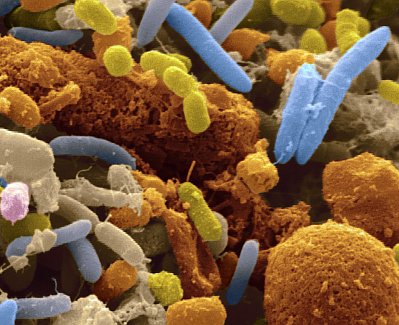 GUT BACTERIA