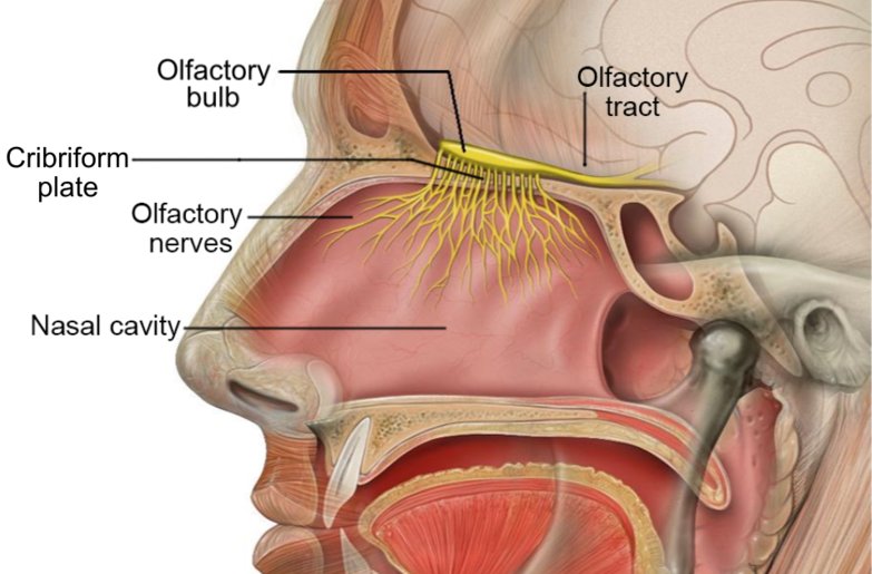 Head Olfactory Nerve Labeled Patrick J Lynch Wikipedia