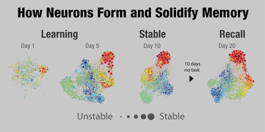 How neurons form and solidify memory