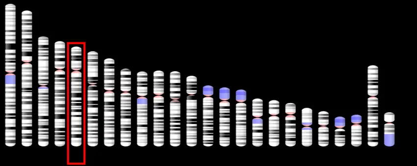 Ideogram human chromosome 5