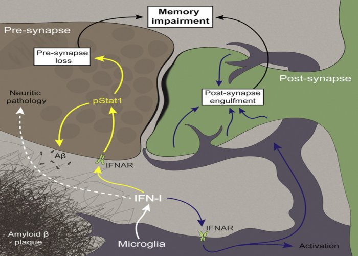 Interferon drives cognitive impairment