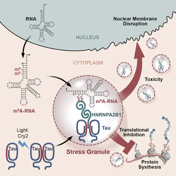 Jiang et al. Role of RNA tags in Alzheimer