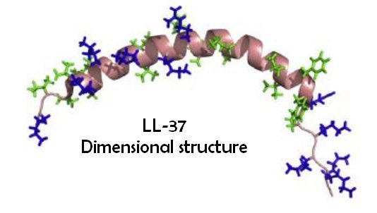 LL 37 dimensional structure 