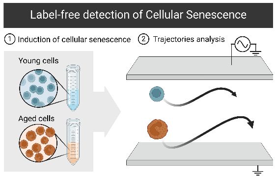 Label free Detection of Cellular Senescence 