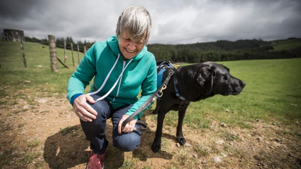 Un labrador addestrato per dare più autonomia a un malato di Alzheimer