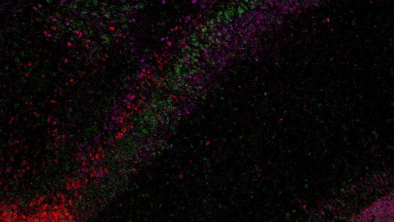 Layered architecture in CA1 of hippocampus