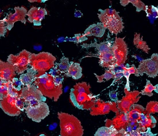 LilrB2 C4d by Carla Shatz UniStanford