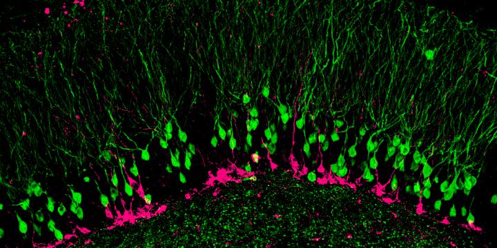 Durante la vita si formano nuovi neuroni solo nell'ippocampo, e hanno una competizione dura