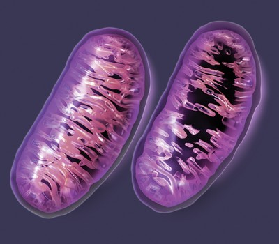 Scoperte più mutazioni mitocondriali nei bambini nati da madri anziane