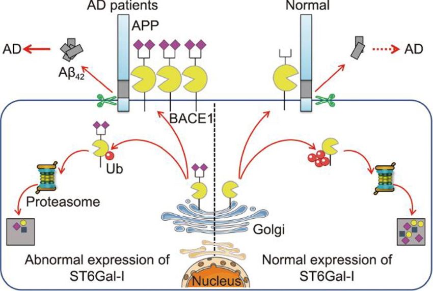 Model for the dysregulation of BACE1 and α26 sialylation in AD 