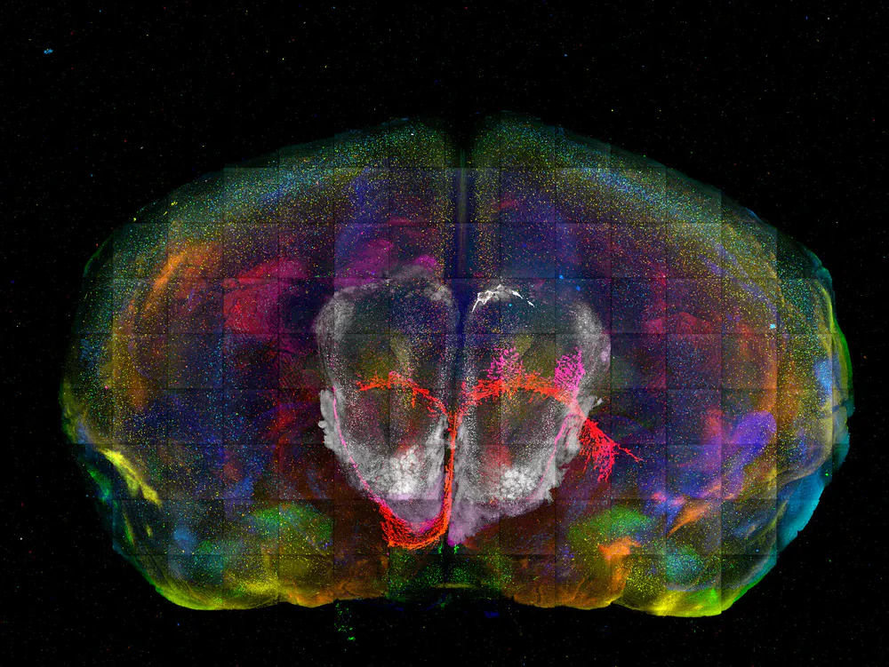 Mosaic of mouse brain with cell types