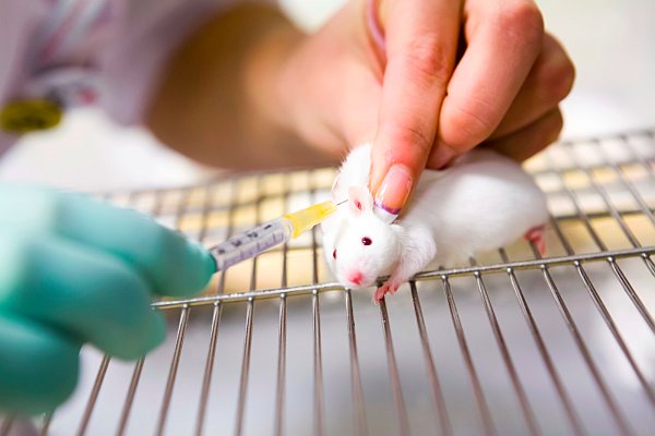Nuovo farmaco sperimentale riesce a ridurre l'Alzheimer ... dei topi