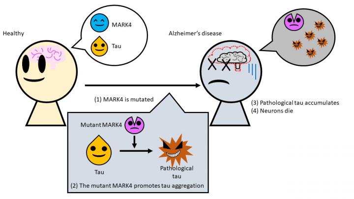 Mutant MARK4 creates a form of tau accumulating in neurons killing them