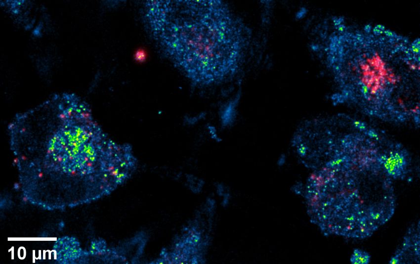 Myddosomes by Dey et al