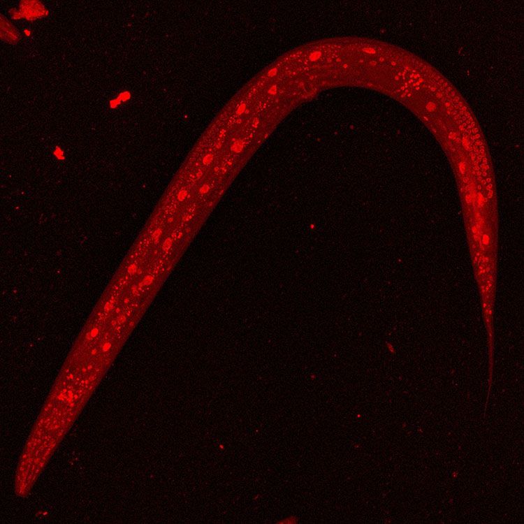 NHR 66 in C elegans