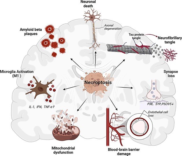 Necroptosis or programmed necrosis is activated in Alzheimer brains