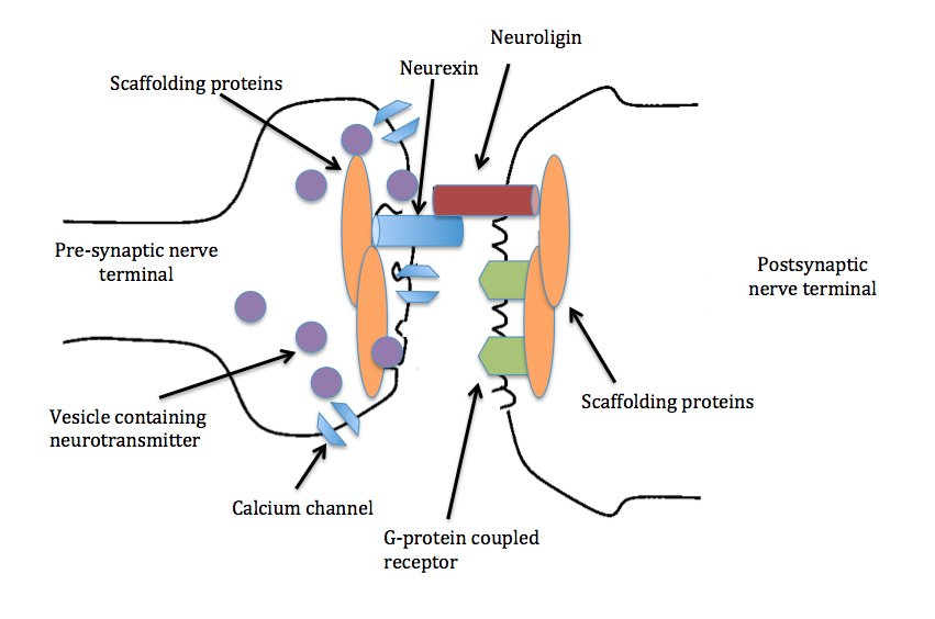 Neurexin_and_neurolign_interaction_Wikipedia.jpg