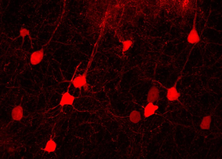 Neurons converted from lineage traced astrocytes