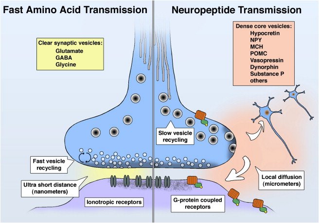 Neuropeptide transmission van den Pol 2012 Neuron