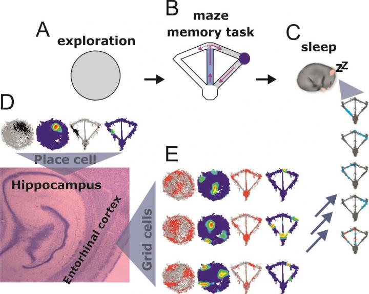 Non solo ippocampo: la memoria si può formare anche nella corteccia entorinale