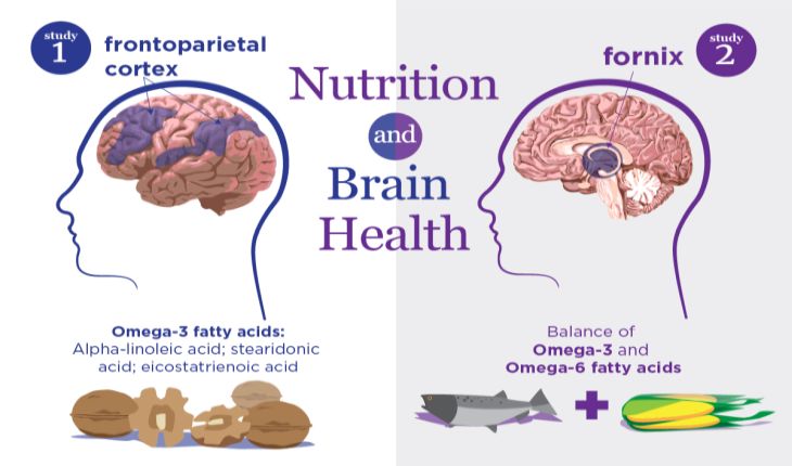 L'invecchiamento sano del cervello legato sia a omega-3 che a omega-6 nel sangue