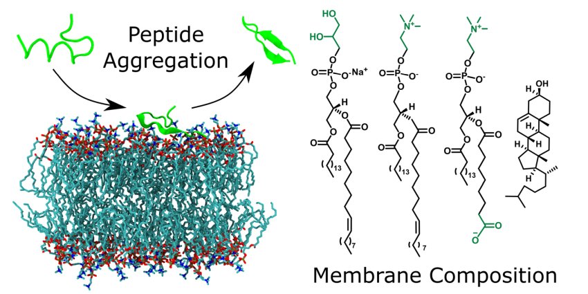 Oxidised model membranes