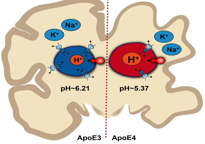 Squilibrio del pH nelle cellule cerebrali può contribuire all'Alzheimer