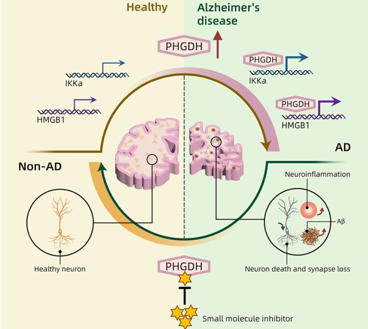 PHGDH gene role in AD Chen et al Cell