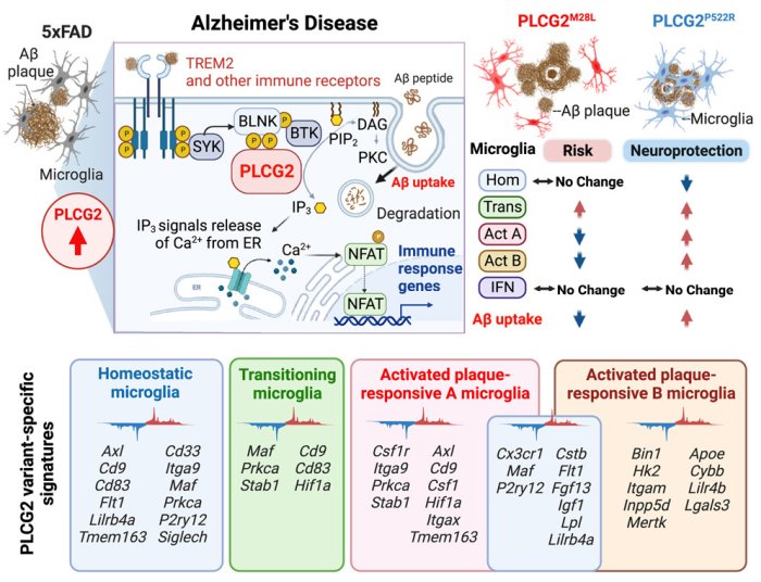 PLCG2 associated with increased Alzheimer risk