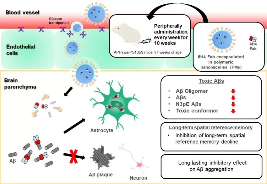 Peripheral administration of nanomicelle encapsulated anti Aβ oligomer fragment antibody