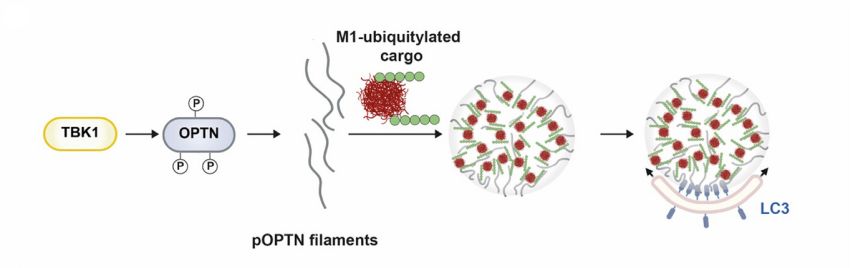 Phosphorylation of Optineurin by TBK1