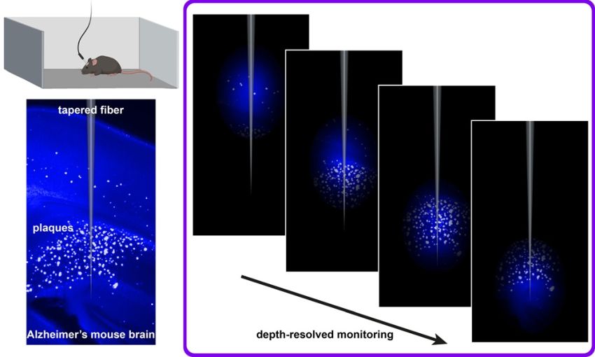 Photometry Alzheimers Byron et al Neurophotonics