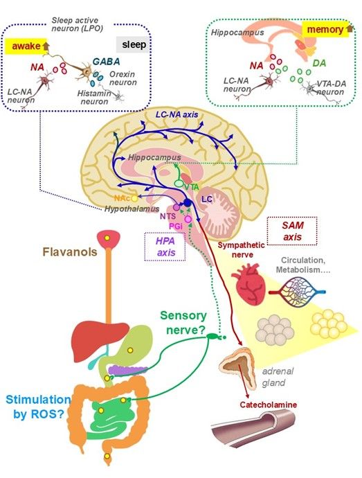 Physiological effects of astringent flavanols by Yasuyuki Fujii ShibauraTech