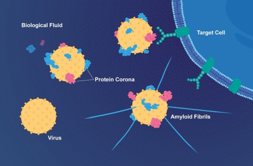 Proteins in fluid surrounding cell bind to a virus