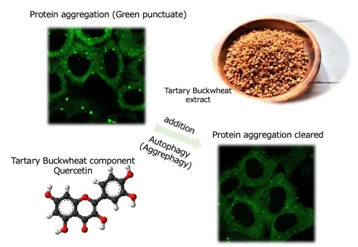Quercetin in tartary buckwheat induces autophagy against protein aggregations
