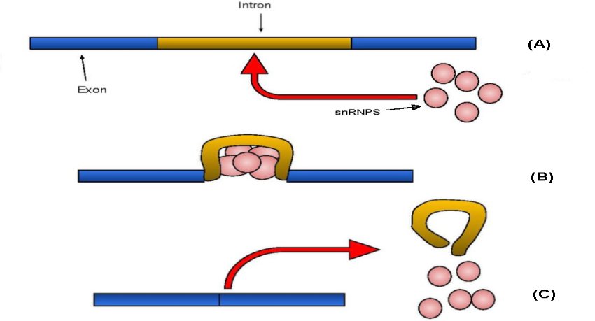 RNA splicing