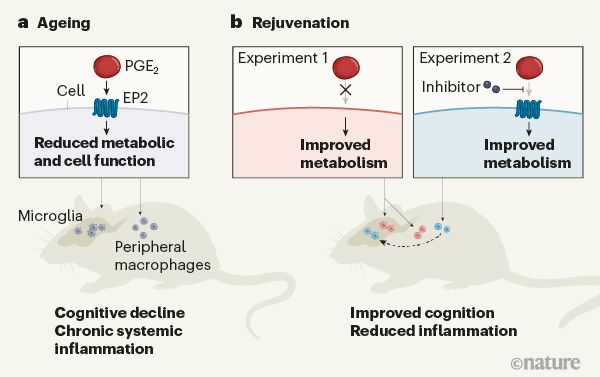 Reversing metabolic shutdown in aged macrophages