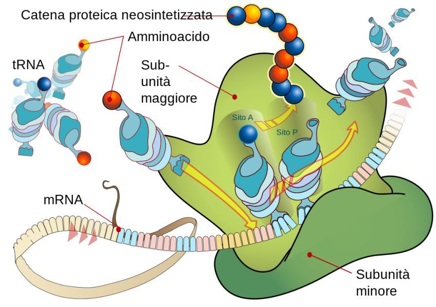 Ribosome mRNA translation wikipedia