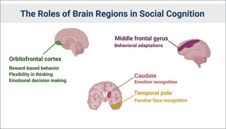 Roles of brain regions in social recognition