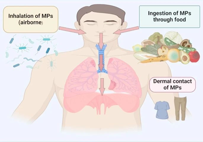Routes of MP exposure and entry into the body