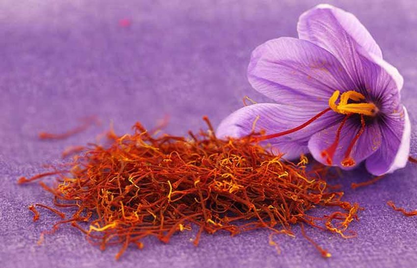 Saffron spice with crocus