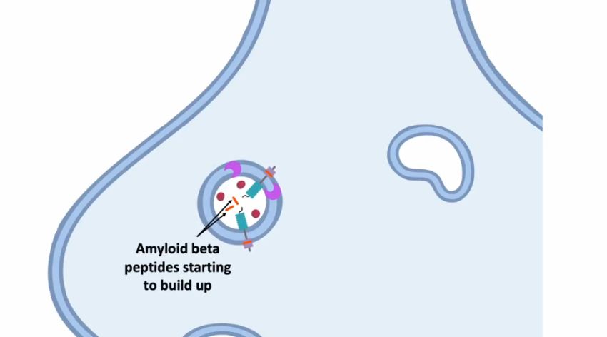 Screenshot sinaptic vescicle animation Nalini Rao NorthwesternUni