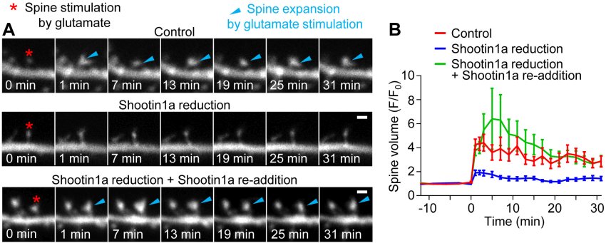 Shootin1a Required for Spine Structural Plasticity