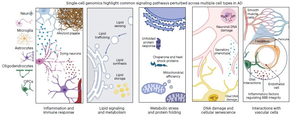 Single cell profiling showing perturbed pathways in AD