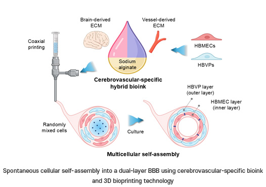 Spontaneous cellular self assembly into a dual layer BBB 
