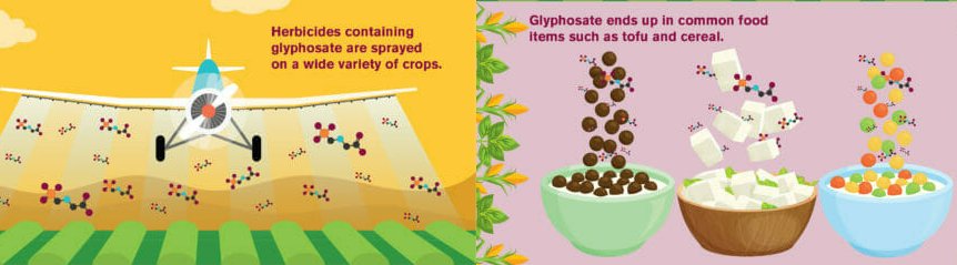 Spraying herbicides with glyphosate
