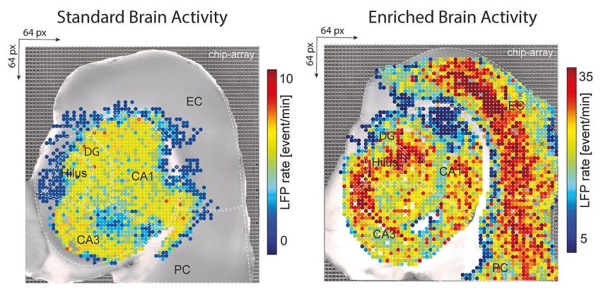 Standard vs enriched brain activity
