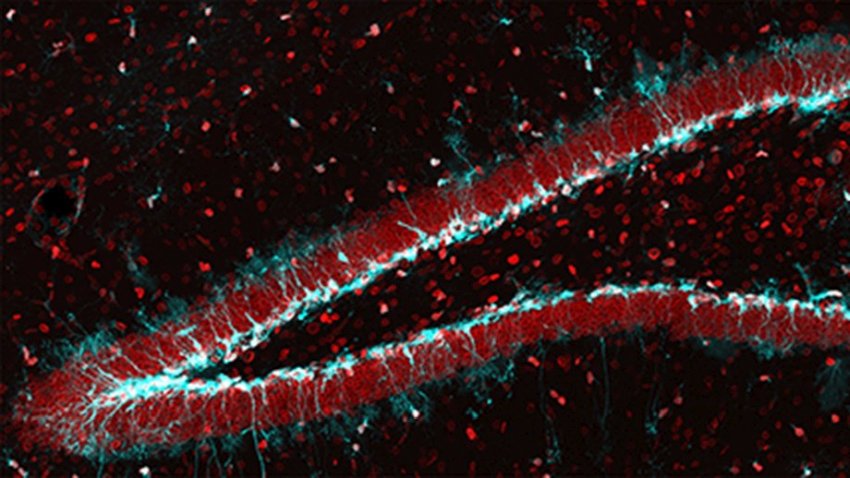 Stem cells in the mouse hippocampus in blue