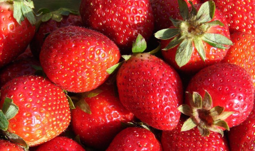 Strawberries Fragaria