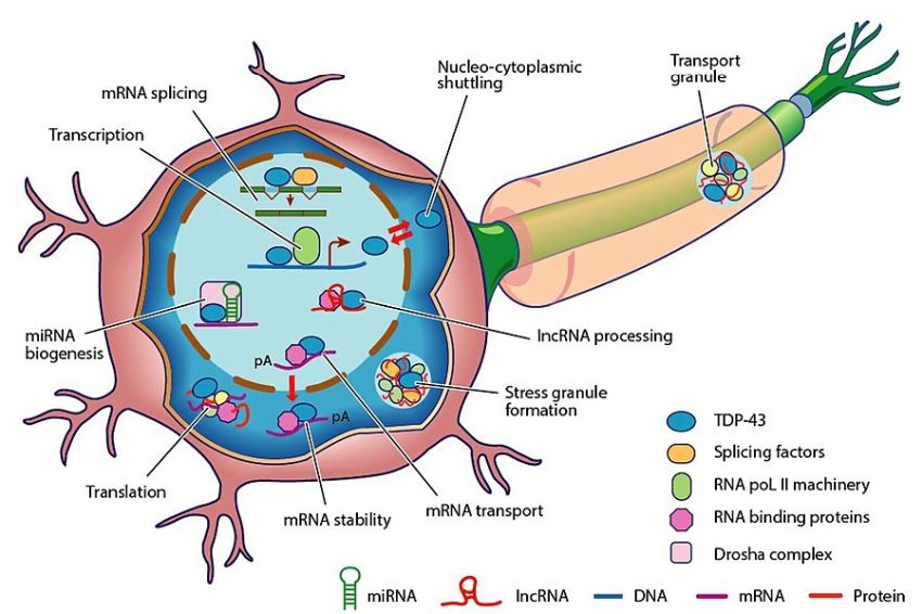 Structure and functions of the TDP 43 protein by Wikimedia
